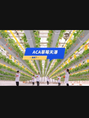 自由升降、追光生长。#ACA草莓天瀑，美爆了！向天再借500平！#ACA可控农业 #华维集团 #数字农业