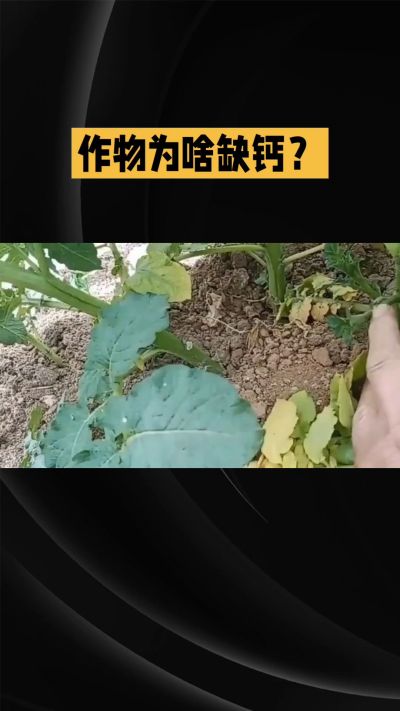 地里明明不缺钙，为啥农作物还会缺钙？