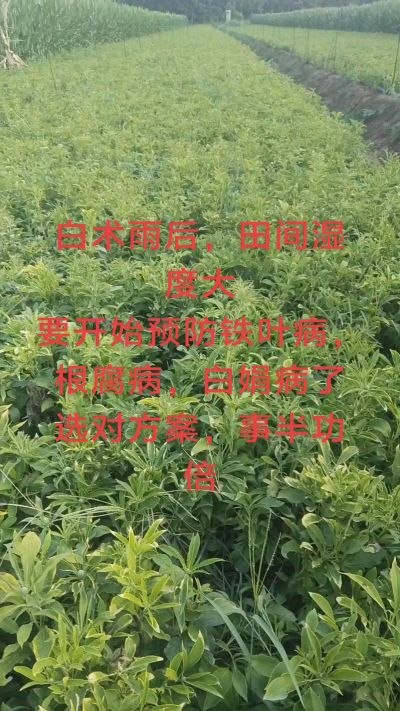 雨期过后白术病害要防治了
预防铁叶病，白娟病
现在也进入了膨大期
可以打膨大的