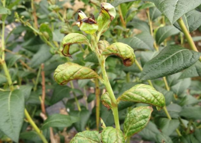 蓝莓蓟马微小难察，危害叶片嫩梢花果，需农物生化综合防治
