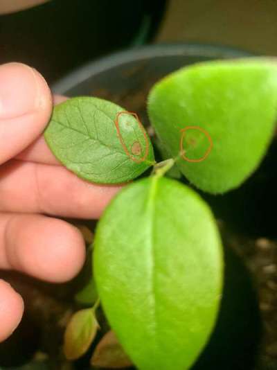 蓝莓叶斑病高温湿发，叶斑霉层致早落，农化生防结合控病保产