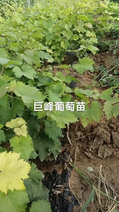 巨峰葡萄苗。一年扦插苗。需要联系。苗圃基地直销！需要联系18534302961