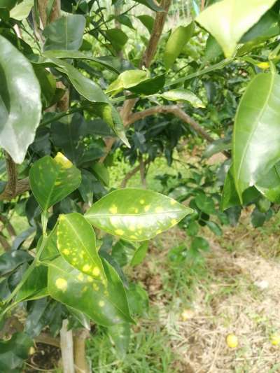 叶斑病，真菌感染