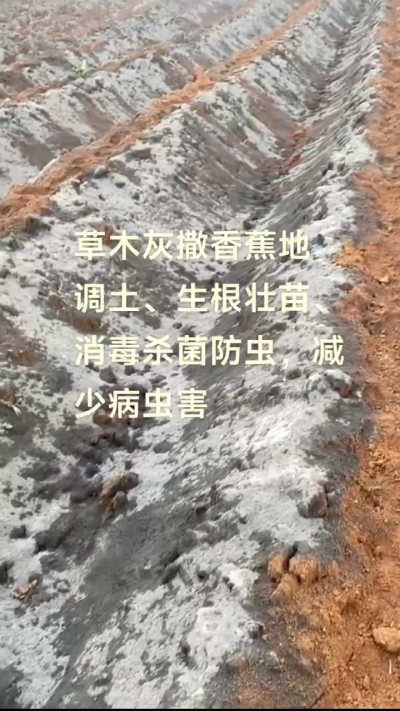 [太阳]纯植物草木灰源头厂家，草木灰广泛适用于各类农作物，是性价比很高的有机肥