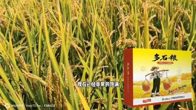 多石粮-谷物小分子有机酸，田间表现。
剑叶挺拔，灌浆饱，千粒重，上粮快。