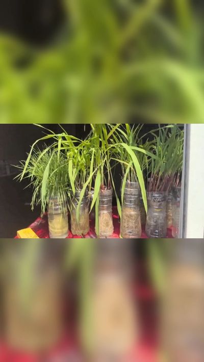 微生物菌剂，出厂前每克添加5亿微生物。最新实验生根育苗，保证不烧苗，促进毛细根增长，抑制病虫害，疏松土壤，保水保肥。近期需要用肥的老板提前联系，19331068337微信同步。