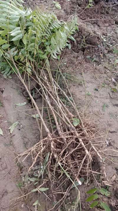 出售臭椿苗，巨峰葡萄苗。药用连翘苗，科研五号优质种苗，2/5年苗，药用连翘树，挂果树，全国包邮到家！财富密码18534302961