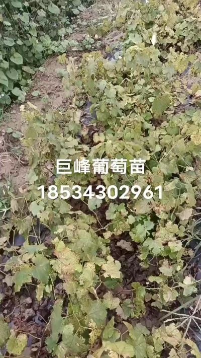出售早熟巨峰葡萄苗。药用连翘苗，科研五号优质种苗，2/5年苗，药用连翘树，挂果树，全国包邮到家！财富密码18534302961