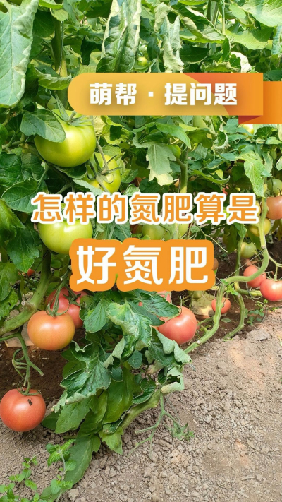 怎样的氮肥算是好氮肥