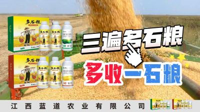 冬季种植，油菜，小麦，草莓等作物的，出现了除草剂药害，黄叶，僵苗，苗不长等问题，马上用多石粮，确保5天见到效果。