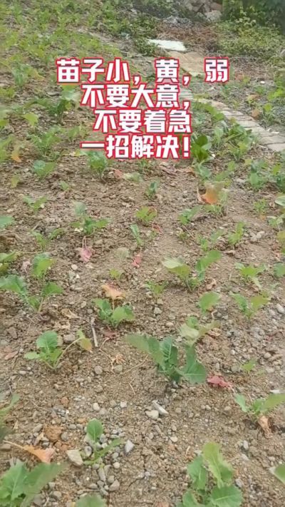 油菜苗子弱苗子小，就用多石粮，5天见效果。