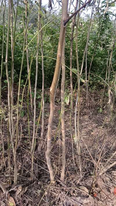 出售臭椿苗，巨峰葡萄苗。药用连翘苗，科研五号优质种苗，2/5年苗，药用连翘树，挂果树，全国包邮到家！财富密码18534302961