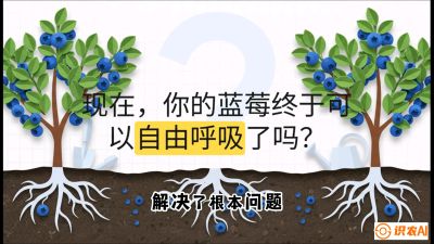 第3节：别把树&ldquo;憋死&rdquo;&mdash;&mdash;正确的定植与换盆手法,   课程：《蓝莓&ldquo;高产&rdquo;实战课：从选苗到丰收的10个关键点》