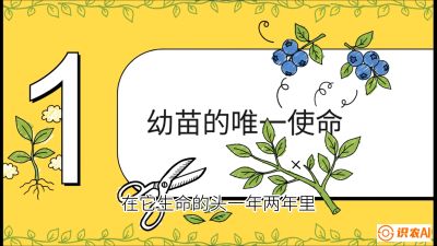 第6节：修剪决定产量（上）&mdash;&mdash;幼苗期与生长期修剪， 课程：《蓝莓&ldquo;高产&rdquo;实战课：从选苗到丰收的10个关键点》