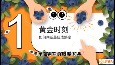 第10节：完美的&ldquo;果粉&rdquo;&mdash;&mdash;采摘时机与保鲜， 课程：《蓝莓&ldquo;高产&rdquo;实战课：从选苗到丰收的10个关键点》