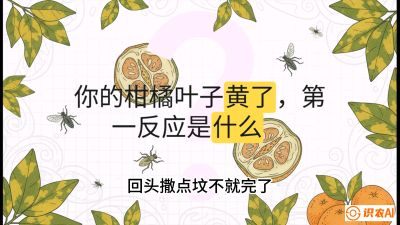 第一节：保命生死线&mdash;&mdash;黄龙病与木虱，课程：《柑橘十大病虫害：从入门到精通》