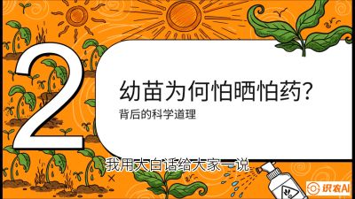 第02节：幼树管理&mdash;&mdash;&ldquo;防晒又防草，树势起得早&rdquo;，课程：《槟榔种植：从不懂到精通的10堂必修课》