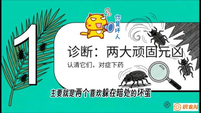 第06节：顽固虫害防治&mdash;&mdash;&ldquo;钻心虫与红蜘蛛，打准时间才服输&rdquo;《槟榔种植：从不懂到精通的10堂必修课》