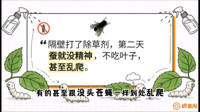 第05节：养蚕人的&ldquo;排雷战&rdquo;&mdash;&mdash;除草剂的生死禁忌，课程：《桑海淘金：桑树高产与蚕桑安全进阶实战课》