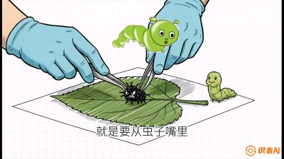 第07节：虫口夺叶（下）&mdash;&mdash;不得不打药时的&ldquo;解毒术&rdquo;，课程：《桑海淘金：桑树高产与蚕桑安全进阶实战课》