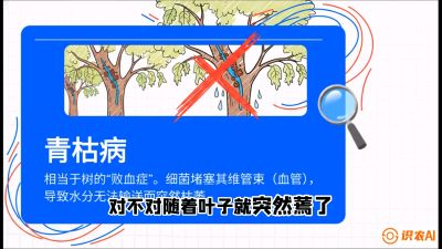 第08节：看不见的杀手&mdash;&mdash;青枯病与萎缩病，课程：《桑海淘金：桑树高产与蚕桑安全进阶实战课》