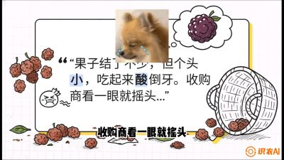 第10节：甜蜜的科学&mdash;&mdash;膨大、增甜与转色，课程：《桑海淘金：桑树高产与蚕桑安全进阶实战课》