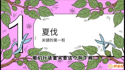 第11节：叶果双收&mdash;&mdash;特殊的夏伐与冬伐，课程：《桑海淘金：桑树高产与蚕桑安全进阶实战课》