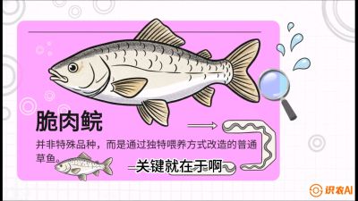 第六节：【老品升级&middot;脆肉鲩】如何让草鱼身价翻倍？，课程：《黄金鳞甲：2025中国淡水鱼高效养殖实战营》