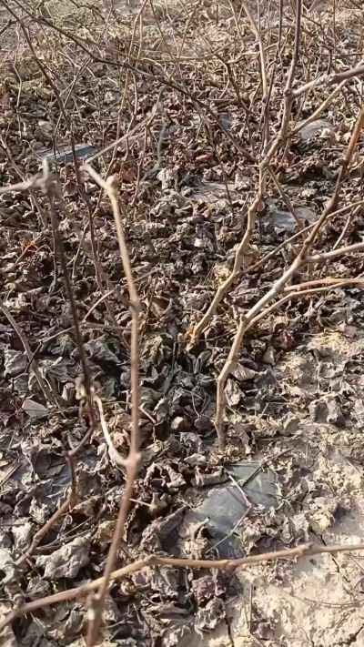 出售，巨峰葡萄苗。药用连翘苗，科研五号优质种苗，2/5年苗，药用连翘树，挂果树，全国包邮到家！财富密码18534302961