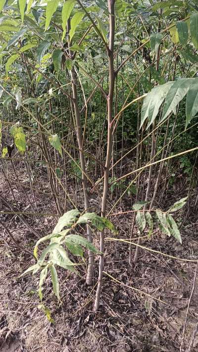 臭椿树苗，一年苗，需要联系我