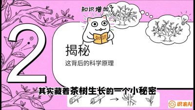 第04节（修剪篇）：树势复活术：从&ldquo;越剪越弱&rdquo;到&ldquo;枝繁叶茂&rdquo;的能量管理与夏秋茶逆袭，课程：《茶金时代：从&ldquo;看天吃饭&rdquo;到&ldquo;精准控局&rdquo;的茶叶高产提质实战课》