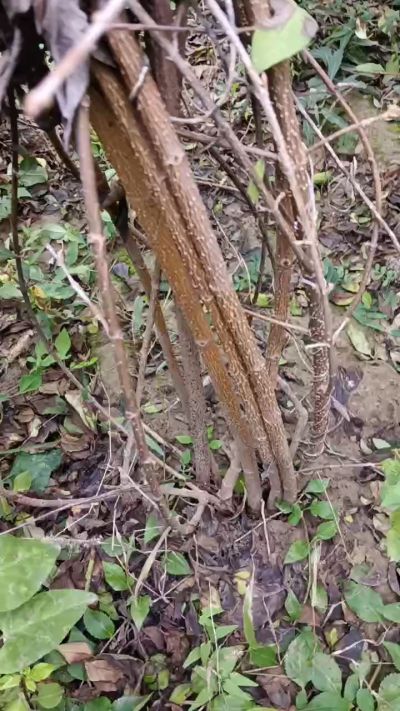 出售药用连翘苗，科研五号优质种苗，2/5年苗，药用连翘树，挂果树，全国包邮到家！财富密码18534302961出售药用连翘苗，科研五号优质种苗，2/5年苗，药用连翘树，挂果树，全国包邮到家！财富密码1