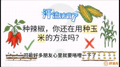 第1节：【品种定江山】工业辣椒vs小米辣：底肥公式与密度陷阱的&ldquo;百万生意经&rdquo;，课程：《辣椒种植实战特训营，从工业辣椒到精品小米辣，教你如何把&ldquo;草&rdquo;种成&ldquo;金&rdquo;》