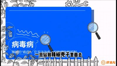 第5节：【病毒病阻击】辣椒的&ldquo;癌症&rdquo;怎么治？从&ldquo;绝收恐慌&rdquo;到&ldquo;带毒生产&rdquo;的逆转术，课程：《辣椒种植实战特训营，从工业辣椒到精品小米辣，教你如何把&ldquo;草&rdquo;种成&ldquo;金&rdquo;》