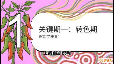 第8节：【小米辣线椒专场】颜值即正义！防花皮、防炭疽，打造收购商抢着要的&ldquo;精品果&rdquo;，课程：《辣椒种植实战特训营，从工业辣椒到精品小米辣，教你如何把&ldquo;草&rdquo;种成&ldquo;金&rdquo;》