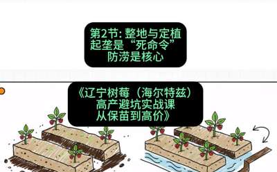 第二节： 整地与定植&mdash;&mdash;起垄是&ldquo;死命令&rdquo;，防涝是核心，课程：《辽宁树莓（海尔特兹）高产避坑实战课：从保苗到高价》