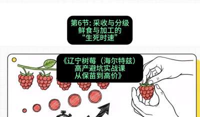 第六节： 采收与分级&mdash;&mdash;鲜食与加工的&ldquo;生死时速&rdquo;，课程：《辽宁树莓（海尔特兹）高产避坑实战课：从保苗到高价》