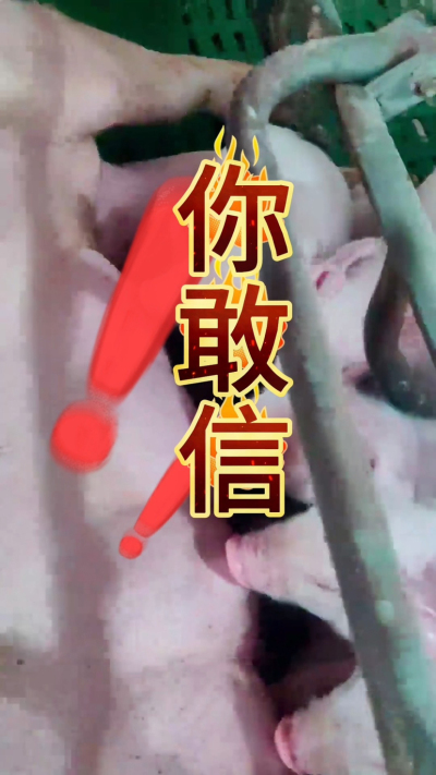 小猪抢不到奶，干瘦不长肉？成活率总上不去？😭
自从用上南商农科这款仔猪补奶机，再也没这烦恼！
✅ 一键设置下料参数，新手也能上手
✅ 恒温补奶，小猪抢着喝，长势超均匀
从车间精工组装到猪场落地使用，每