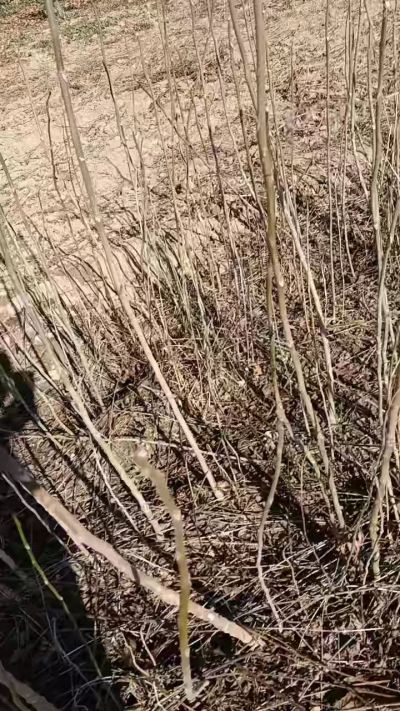 出售臭椿苗，巨峰葡萄苗。药用连翘苗，科研五号优质种苗，2/5年苗，药用连翘树，挂果树，全国包邮到家！财富密码18534302961