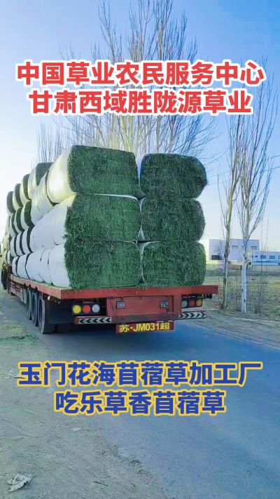 中国苜蓿草原产地批发苜蓿草 甘肃玉门胜陇源草业。18293765000