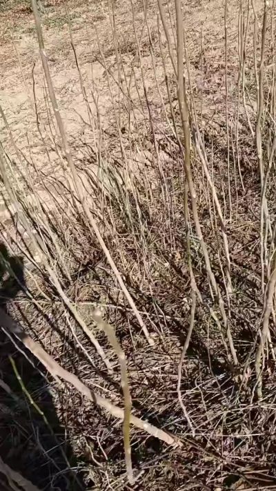 出售臭椿苗，巨峰葡萄苗。药用连翘苗，科研五号优质种苗，2/5年苗，药用连翘树，挂果树，全国包邮到家！财富密码18534302961