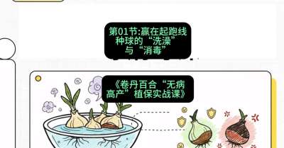 第01节：赢在起跑线&mdash;&mdash;种球的&ldquo;洗澡&rdquo;与&ldquo;消毒&rdquo;，课程：《卷丹百合&ldquo;无病高产&rdquo;植保实战课》#识农AI