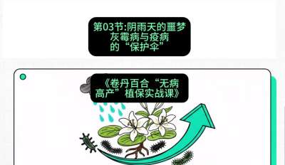 第03节：阴雨天的噩梦&mdash;&mdash;灰霉病与疫病的&ldquo;保护伞&rdquo;，课程：《卷丹百合&ldquo;无病高产&rdquo;植保实战课》#识农AI