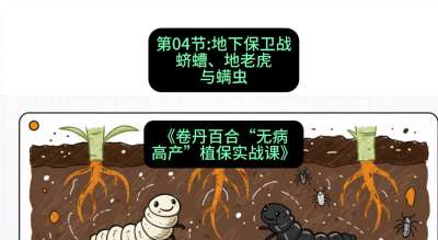 第04节：地下保卫战&mdash;&mdash;蛴螬、地老虎与螨虫 ，课程：《卷丹百合&ldquo;无病高产&rdquo;植保实战课》#识农AI