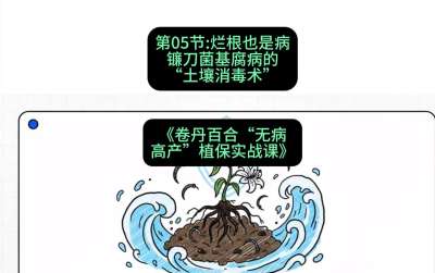 第05节：烂根也是病&mdash;&mdash;镰刀菌基腐病的&ldquo;土壤消毒术&rdquo; ，课程：《卷丹百合&ldquo;无病高产&rdquo;植保实战课》#识农AI