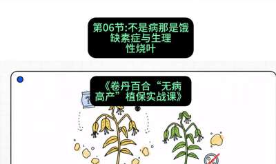 第06节：不是病那是饿&mdash;&mdash;缺素症与生理性烧叶 ，课程：《卷丹百合&ldquo;无病高产&rdquo;植保实战课》#识农AI