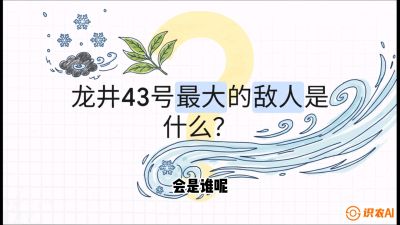 第04节：龙井双璧&mdash;&mdash;龙井43与群体种的差异化护养（重点），课程：《茗茶卫士&mdash;&mdash;茶叶病虫害绿色防控实战课》#识农AI