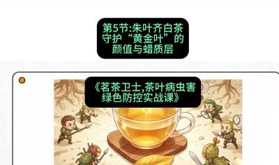第05节：朱叶齐白茶&mdash;&mdash;守护&ldquo;黄金叶&rdquo;的颜值与蜡质层（重点），课程：《茗茶卫士&mdash;&mdash;茶叶病虫害绿色防控实战课》#识农AI