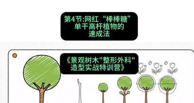 第04节：网红&ldquo;棒棒糖&rdquo;&mdash;&mdash;单干高杆植物的速成法，课程：《景观树木&ldquo;整形外科&rdquo;造型实战特训营》#识农AI