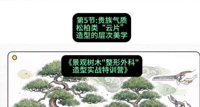 第05节：贵族气质&mdash;&mdash;松柏类&ldquo;云片&rdquo;造型的层次美学，课程：《景观树木&ldquo;整形外科&rdquo;造型实战特训营》#识农AI